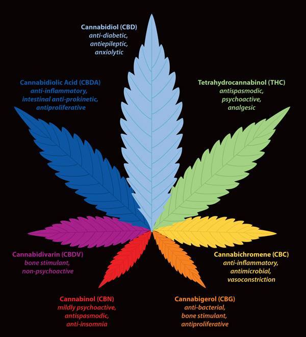 cannabanoids22